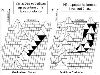 Gradualismo Filético Equilíbrio Pontuado
Variações evolutivas
apresentam uma
taxa constante
Não apresenta formas
intermediárias.
 