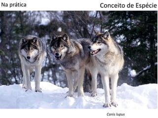 Conceito de EspécieNa prática
Canis lupus
 