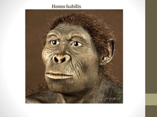 Homohabilis
 