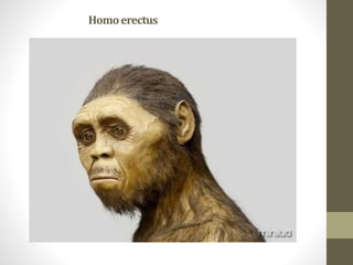 Homoerectus
 