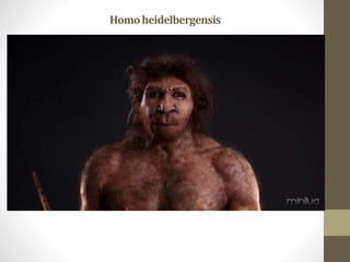 Homoheidelbergensis
 