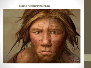 Homoneanderthalensis
 
