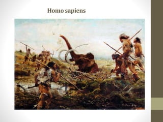 Homo sapiens
 
