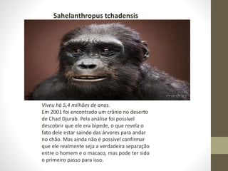 Viveu há 5,4 milhões de anos.
Em 2001 foi encontrado um crânio no deserto
de Chad Djurab. Pela análise foi possível
descobrir que ele era bípede, o que revela o
fato dele estar saindo das árvores para andar
no chão. Mas ainda não é possível confirmar
que ele realmente seja a verdadeira separação
entre o homem e o macaco, mas pode ter sido
o primeiro passo para isso.
Sahelanthropus tchadensis
 