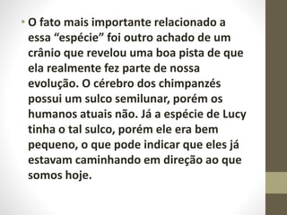 • O fato mais importante relacionado a
essa “espécie” foi outro achado de um
crânio que revelou uma boa pista de que
ela realmente fez parte de nossa
evolução. O cérebro dos chimpanzés
possui um sulco semilunar, porém os
humanos atuais não. Já a espécie de Lucy
tinha o tal sulco, porém ele era bem
pequeno, o que pode indicar que eles já
estavam caminhando em direção ao que
somos hoje.
 