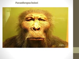 Paranthropusboisei
 