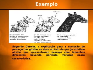 Exemplo




Segundo Darwin, a explicação para a evolução do
pescoço das girafas se deve ao fato de que já existiam
girafas que apresentavam pescoço com tamanhos
diferentes,  havendo,    portanto,   variação    nessa
característica.
 