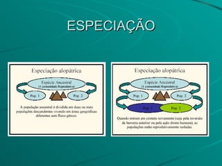 ESPECIAÇÃO 