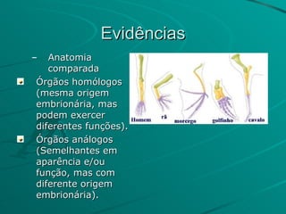 Evidências Anatomia comparada Órgãos homólogos (mesma origem embrionária, mas podem exercer diferentes funções). Órgãos análogos (Semelhantes em aparência e/ou função, mas com diferente origem embrionária). 