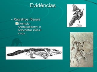 Evidências Registros fósseis Exemplo: Archaeopiteryx e celacantus (fóssil vivo) 