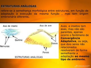 ESTRUTURAS ANÁLOGAS
refere-se à semelhança morfológica entre estruturas, em função de
adaptação à execução da mesma função , mas tem origem
embrionária diferente.


                                            Aves e insetos tem
                                            asas, mas não são
                                            parentes, apenas
                                            ocorre o fenômeno de
                                            Convergência
                                            Adaptativa, ou seja,
                                            que dois seres não
                                            relacionados
                                            resolveram de forma
                                            semelhante a
                                            adaptação ao mesmo
                                            tipo de ambiente.
 