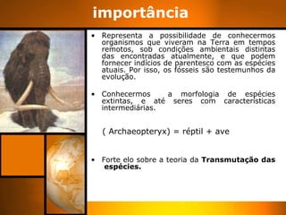 importância
• Representa a possibilidade de conhecermos
  organismos que viveram na Terra em tempos
  remotos, sob condições ambientais distintas
  das encontradas atualmente, e que podem
  fornecer indícios de parentesco com as espécies
  atuais. Por isso, os fósseis são testemunhos da
  evolução.

• Conhecermos     a morfologia de espécies
  extintas, e até seres com características
  intermediárias.


  ( Archaeopteryx) = réptil + ave


• Forte elo sobre a teoria da Transmutação das
   espécies.
 