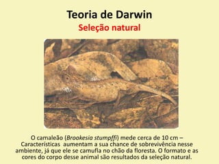 Teoria de Darwin
Seleção natural
O camaleão (Brookesia stumpffi) mede cerca de 10 cm –
Características aumentam a sua chance de sobrevivência nesse
ambiente, já que ele se camufla no chão da floresta. O formato e as
cores do corpo desse animal são resultados da seleção natural.
 