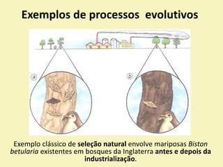 Exemplos de processos evolutivos
Exemplo clássico de seleção natural envolve mariposas Biston
betularia existentes em bosques da Inglaterra antes e depois da
industrialização.
 