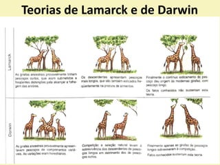 Teorias de Lamarck e de Darwin
 