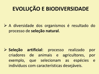 EVOLUÇÃO E BIODIVERSIDADE
 A diversidade dos organismos é resultado do
processo de seleção natural.
 Seleção artificial: processo realizado por
criadores de animais e agricultores, por
exemplo, que selecionam as espécies e
indivíduos com características desejáveis.
 