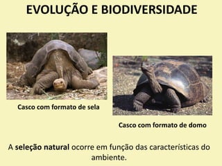EVOLUÇÃO E BIODIVERSIDADE
Casco com formato de sela
Casco com formato de domo
A seleção natural ocorre em função das características do
ambiente.
 