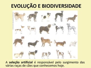 EVOLUÇÃO E BIODIVERSIDADE
A seleção artificial é responsável pelo surgimento das
várias raças de cães que conhecemos hoje.
 