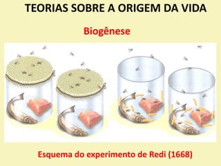 TEORIAS SOBRE A ORIGEM DA VIDA
Esquema do experimento de Redi (1668)
Biogênese
 