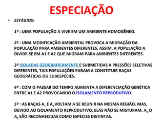 ESPECIAÇÃO ESTÁGIOS :  1º  : UMA POPULAÇÃO A VIVE EM UM AMBIENTE HOMOGÊNEO.  2º  : UMA MODIFICAÇÃO AMBIENTAL PROVOCA A MIGRAÇÃO DA POPULAÇÃO PARA AMBIENTES DIFERENTES. ASSIM, A POPULAÇÃO A DIVIDE-SE EM A1 E A2 QUE MIGRAM PARA AMBIENTES DIFERENTES. 3º  ISOLADAS GEOGRAFICAMENTE  E SUBMETIDAS A PRESSÕES SELETIVAS DIFERENTES, TAIS POPULAÇÕES PARAM A CONSTITUIR RAÇAS GEOGRÁFICAS OU SUBESPÉCIES. 4º  : COM O PASSAR DO TEMPO AUMENTA A DIFERENCIAÇÃO GENÉTICA ENTRE A1 E A2 PROVOCANDO O  ISOLAMENTO   REPRODUTIVO . 5º  : AS RAÇAS A 1  E A 2  VOLTAM A SE REUNIR NA MESMA REGIÃO. MAS, DEVIDO AO ISOLAMENTO REPRODUTIVO, ELAS NÃO SE MISTURAM. A 1  O A 2  SÃO RECONHECIDAS COMO ESPÉCIES DISTINTAS. 