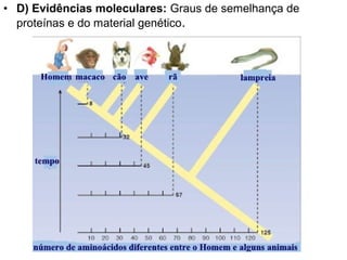 • D) Evidências moleculares: Graus de semelhança de
proteínas e do material genético.
 