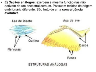 • E) Órgãos análogos: exercem a mesma função nas não
derivam de um ancestral comum. Possuem tecidos de origem
embrionária diferente. São fruto de uma convergência
evolutiva.
 