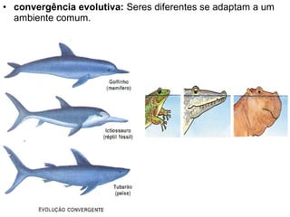 • convergência evolutiva: Seres diferentes se adaptam a um
ambiente comum.
 