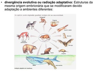 • divergência evolutiva ou radiação adaptativa: Estruturas da
mesma origem embrionária que se modificaram devido
adaptação a ambientes diferentes:
 