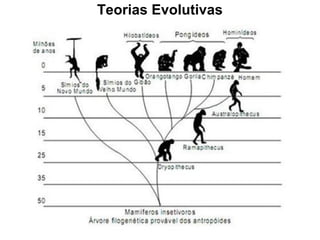 Teorias Evolutivas
 