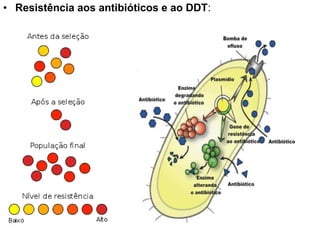 • Resistência aos antibióticos e ao DDT:
 