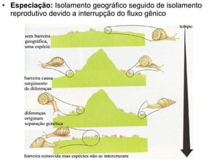 • Especiação: Isolamento geográfico seguido de isolamento
reprodutivo devido a interrupção do fluxo gênico
 