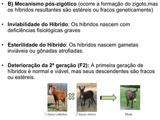 • B) Mecanismo pós-zigótico (ocorre a formação do zigoto,mas
os híbridos resultantes são estéreis ou fracos geneticamente)
• Inviabilidade do Híbrido: Os híbridos nascem com
deficiências fisiológicas graves
• Esterilidade do Híbrido: Os híbridos nascem gametas
inviáveis ou gônadas atrofiadas.
• Deterioração da 2ª geração (F2): A primeira geração de
híbridos é normal e viável, mas seus descendentes são fracos
ou estéreis.
 