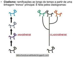 • Cladismo: ramificações ao longo do tempo a partir de uma
linhagem “tronco” principal. È feita pelos cladogramas:
 