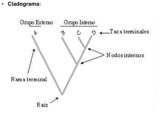 • Cladograma:
 