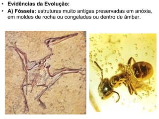 • Evidências da Evolução:
• A) Fósseis: estruturas muito antigas preservadas em anóxia,
em moldes de rocha ou congeladas ou dentro de âmbar.
 