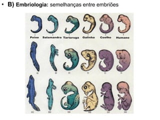 • B) Embriologia: semelhanças entre embriões
 