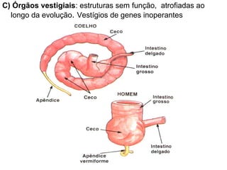 C) Órgãos vestigiais: estruturas sem função, atrofiadas ao
longo da evolução. Vestígios de genes inoperantes
 