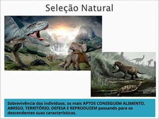 Sobrevivência dos indivíduos, os mais APTOS CONSEGUEM ALIMENTO,
ABRIGO, TERRITÓRIO, DEFESA E REPRODUZEM passando para os
descendentes suas características.
 