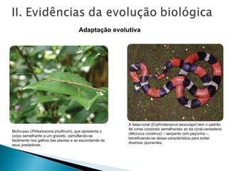 GABOR
NEMES/KINO
FABIO
COLOMBINI
Adaptação evolutiva
Bicho-pau (Phibalosoma phyllinum), que apresenta o
corpo semelhante a um graveto, camuflando-se
facilmente nos galhos das plantas e se escondende de
seus predadores.
A falsa-coral (Erythrolamprus aesculapii) tem o padrão
de cores corporais semelhantes ao da coral-verdadeira
(Micrurus coralinus) – serpente com peçonha –,
beneficiando-se dessa característica para evitar
diversos oponentes.
 