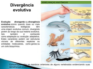 II. Evidências da
evolução biológica
Comparação entre os membros anteriores de alguns vertebrados evidenciando suas
semelhanças anatômicas.
Divergência
evolutiva
SEMELHANÇAS ANATÔMICAS
Evolução divergente ou divergência
evolutiva ocorre quando duas ou mais
características biológicas têm
uma origem evolutiva comum, divergindo
porém ao longo da sua história evolutiva.
Isto também é conhecido
como adaptação ou evolução adaptativa.
Estes caracteres podem ser estruturas
visíveis de diferentes espécies ou
entidades moleculares, como genes ou
um ciclo bioquímico.
 