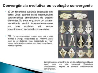  É um fenômeno evolutivo observado em
seres vivos quando estes desenvolvem
características semelhantes de origens
diferentes.Ou seja, é quando um caráter
semelhante evolui independentemente
em duas espécies, não sendo
encontrado no ancestral comum delas.
 EX: Os peixes-voadores podem voar até a 400
metros e atingir velocidades de 70 km/h, para
fugir de predadores. Essa capacidade de voar
surgiu independentemente nas aves, mamíferos,
insetos e peixes.
Comparação de um crânio de um lobo placentário (Canis
lupus) com um lobo marsupial (Thylacinus
cynocephalus). Repare as diversas características
convergentes.
 
