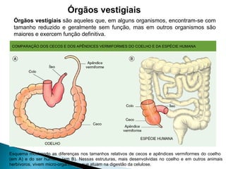 Órgãos vestigiais
Esquema mostrando as diferenças nos tamanhos relativos de cecos e apêndices vermiformes do coelho
(em A) e do ser humano (em B). Nessas estruturas, mais desenvolvidas no coelho e em outros animais
herbívoros, vivem micro-organismos que atuam na digestão da celulose.
COMPARAÇÃO DOS CECOS E DOS APÊNDICES VERMIFORMES DO COELHO E DA ESPÉCIE HUMANA
Órgãos vestigiais são aqueles que, em alguns organismos, encontram-se com
tamanho reduzido e geralmente sem função, mas em outros organismos são
maiores e exercem função definitiva.
 