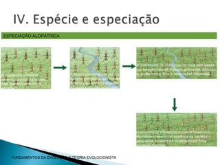 ESPECIAÇÃO ALOPÁTRICA
A população ancestral
pode apresentar variações,
mas constitui uma única
espécie.
A população separada por uma
barreira geográfica que impede o
fluxo gênico entre os organismos.
As subpopulações acumulam
diferenças genéticas ao longo do
tempo por mutações
e recombinações gênicas.
A diversidade de indivíduos de cada lado passa
por seleção natural, mas em ambientes distintos
e, dessa forma, leva a adaptações diferentes.
O acúmulo de diferenças ocasiona isolamento
reprodutivo mesmo na ausência da barreira
geográfica, levando ao surgimento de duas
espécies distintas.
FUNDAMENTOS DA EVOLUÇÃO E TEORIA EVOLUCIONISTA
 