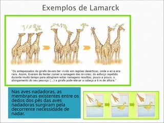 Nas aves nadadoras, as
membranas existentes entre os
dedos dos pés das aves
nadadoras surgiram pela
decorrente necessidade de
nadar.
 