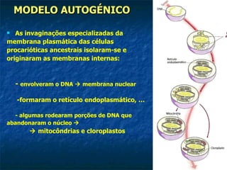 MODELO AUTOGÉNICO As invaginações especializadas da  membrana plasmática das células  procarióticas ancestrais isolaram-se e  originaram as membranas internas: -  envolveram o DNA    membrana nuclear   -formaram o retículo endoplasmático, …   - algumas rodearam porções de DNA que abandonaram o núcleo      mitocôndrias e cloroplastos 