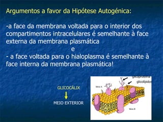 Argumentos a favor da Hipótese Autogénica:   a face da membrana voltada para o interior dos compartimentos intracelulares é semelhante à face externa da membrana plasmática  e  - a face voltada para o hialoplasma é semelhante à face interna da membrana plasmática! GLICOCÁLIX MEIO EXTERIOR glicoproteína glicolípidos 