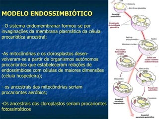 MODELO ENDOSSIMBIÓTICO - O sistema endomembranar formou-se por invaginações da membrana plasmática da célula procariótica ancestral; As mitocôndrias e os clorosplastos desen-volveram-se a partir de organismos autónomos procariontes que estabeleceram relações de endossimbiose com células de maiores dimensões (célula hospedeira); os ancestrais das mitocôndrias seriam procariontes aeróbios; Os ancestrais dos cloroplastos seriam procariontes fotossintéticos 