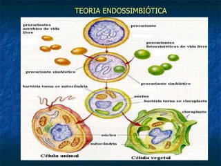 TEORIA ENDOSSIMBIÓTICA 