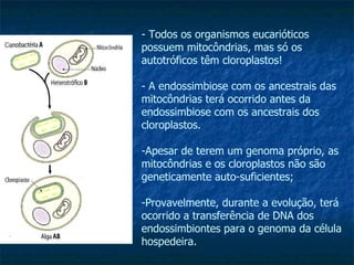 - Todos os organismos eucarióticos  possuem mitocôndrias, mas só os  autotróficos têm cloroplastos! A endossimbiose com os ancestrais das mitocôndrias terá ocorrido antes da endossimbiose com os ancestrais dos cloroplastos. Apesar de terem um genoma próprio, as mitocôndrias e os cloroplastos não são geneticamente auto-suficientes;  -Provavelmente, durante a evolução, terá ocorrido a transferência de DNA dos endossimbiontes para o genoma da célula hospedeira. 