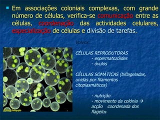 Em associações coloniais complexas, com grande número de células, verifica-se  comunicação  entre as células,  coordenação  das actividades celulares,  especialização  de células e  divisão de tarefas .  Volvox:   CÉLULAS REPRODUTORAS - espermatozóides - óvulos CÉLULAS SOMÁTICAS (biflageladas, unidas por filamentos citoplasmáticos) - nutrição - movimento da colónia     acção  coordenada dos  flagelo s 